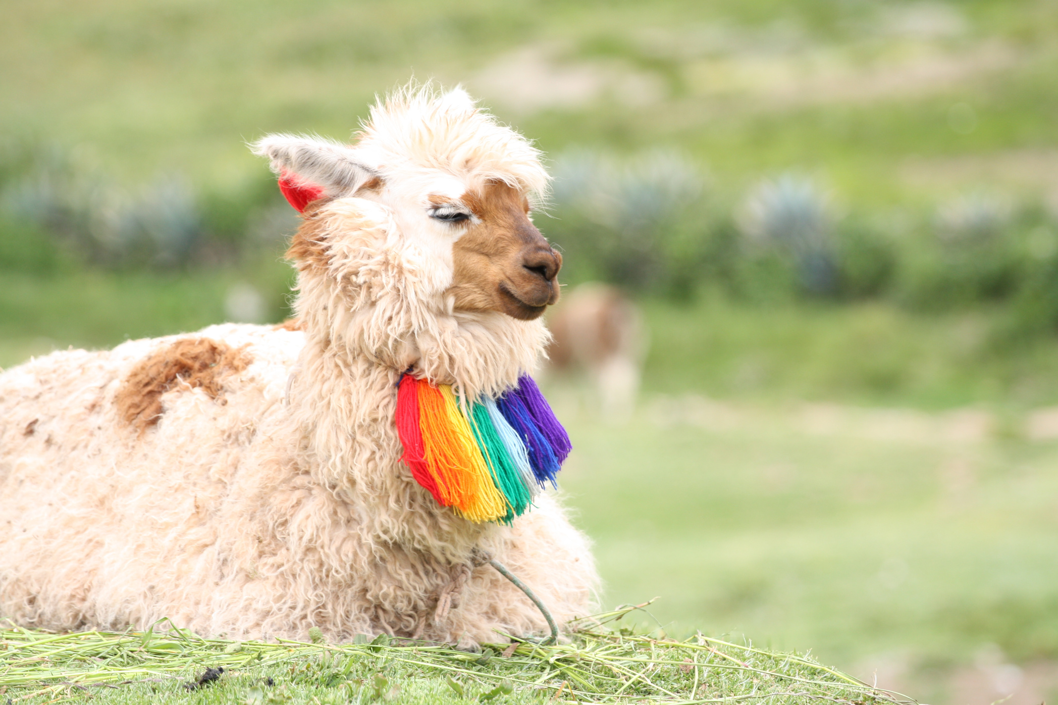 Cusco Lama